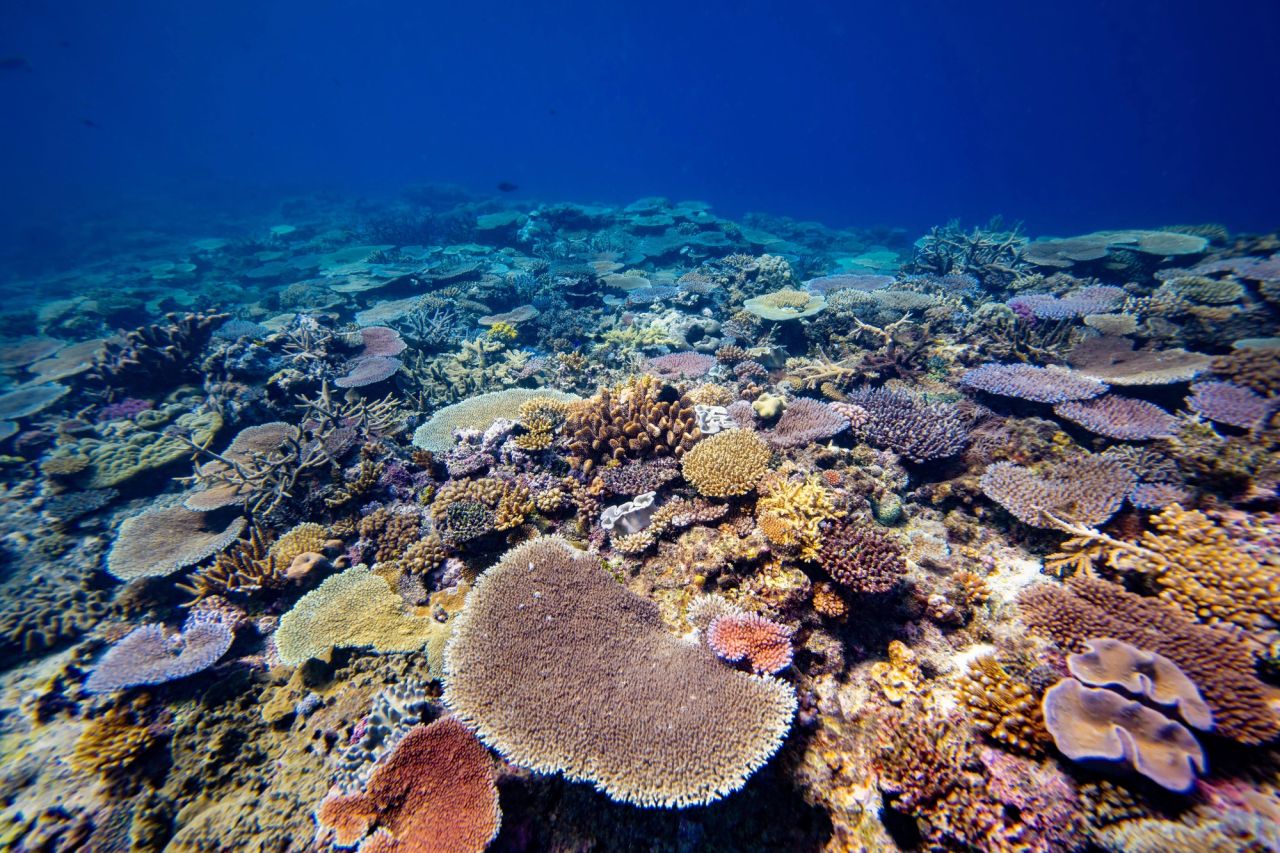 Hard coral gardens in protected channels