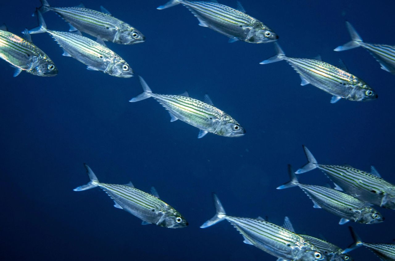 North Maluku, Halmahera