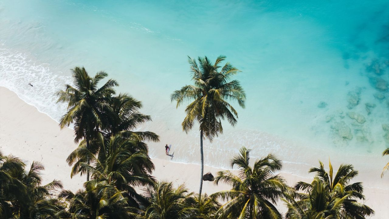 White sand and coconut palms