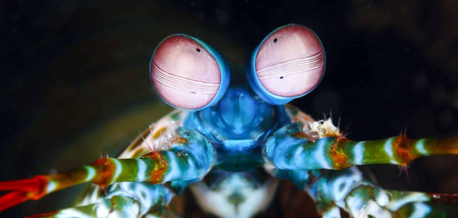 The most complex vision of any creature.