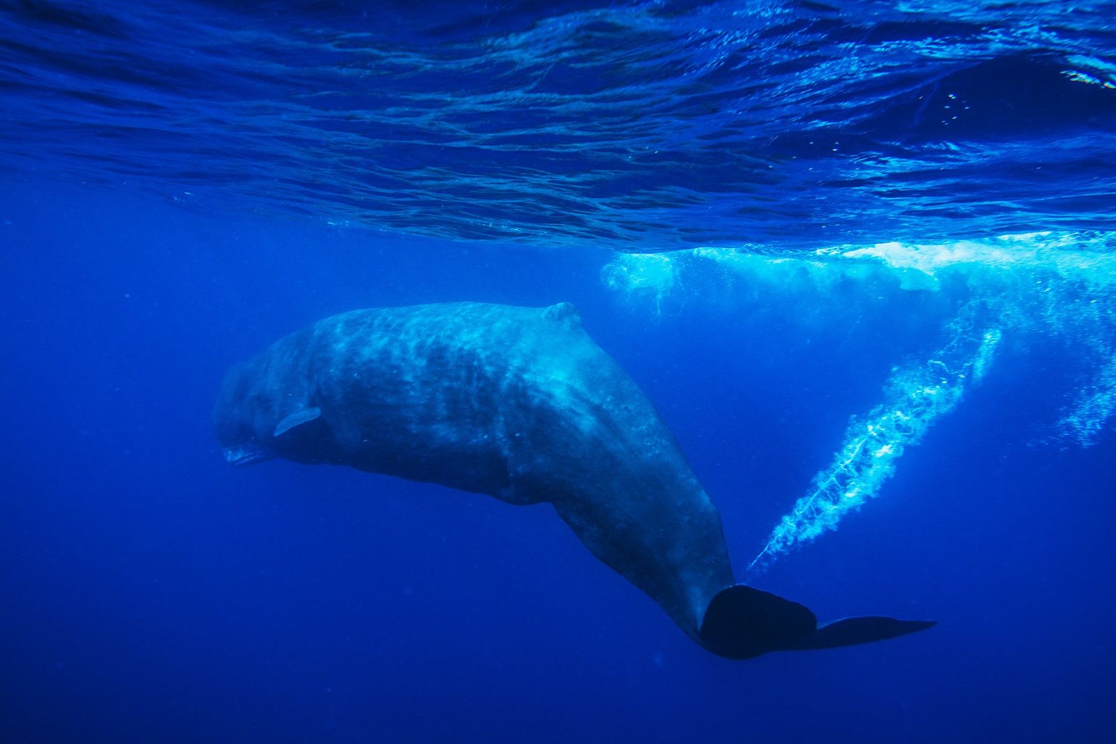 Two sperm whales below the surface in blue water