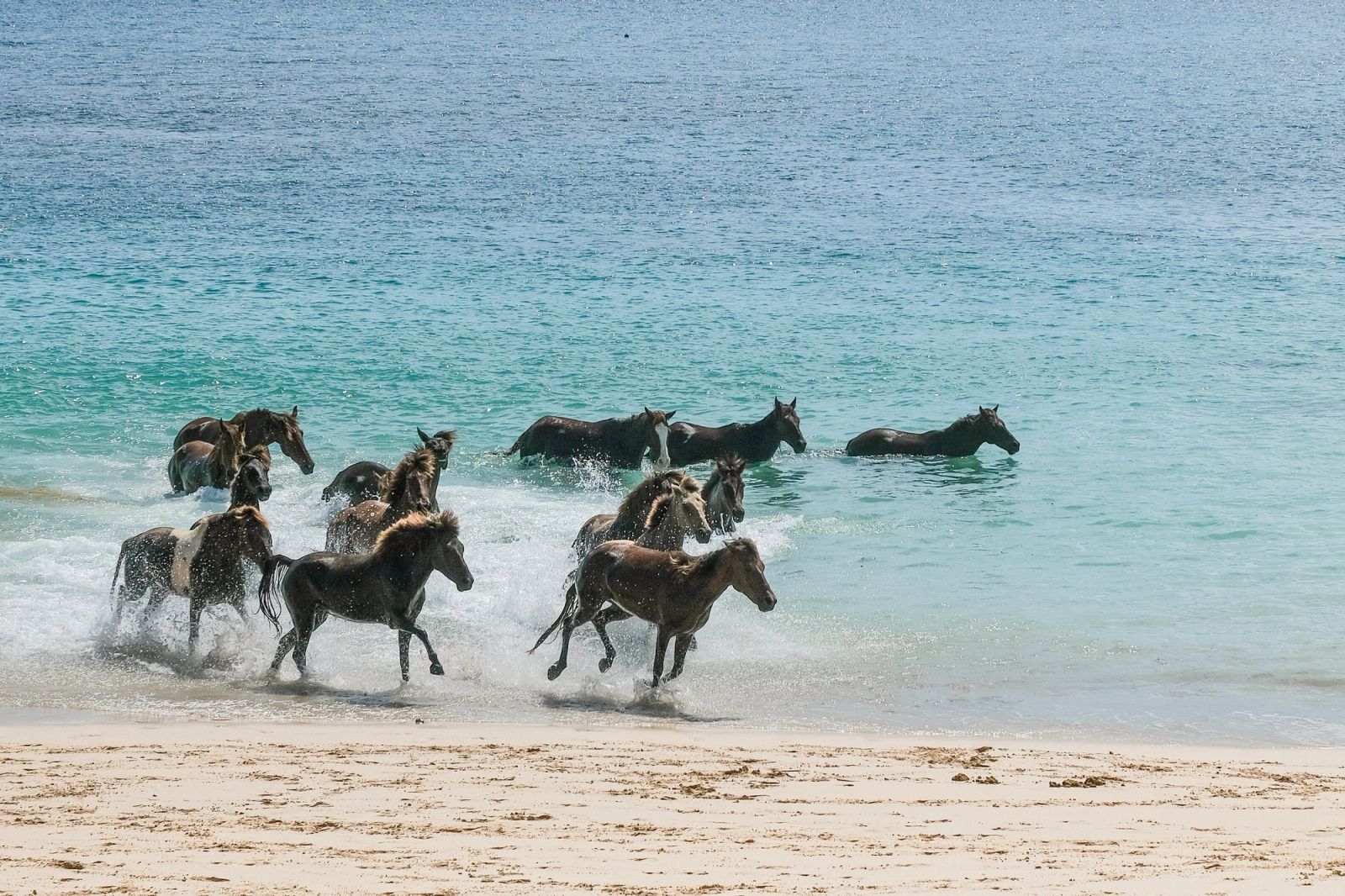 Wild horses running along a Sumba beach, Indonesia