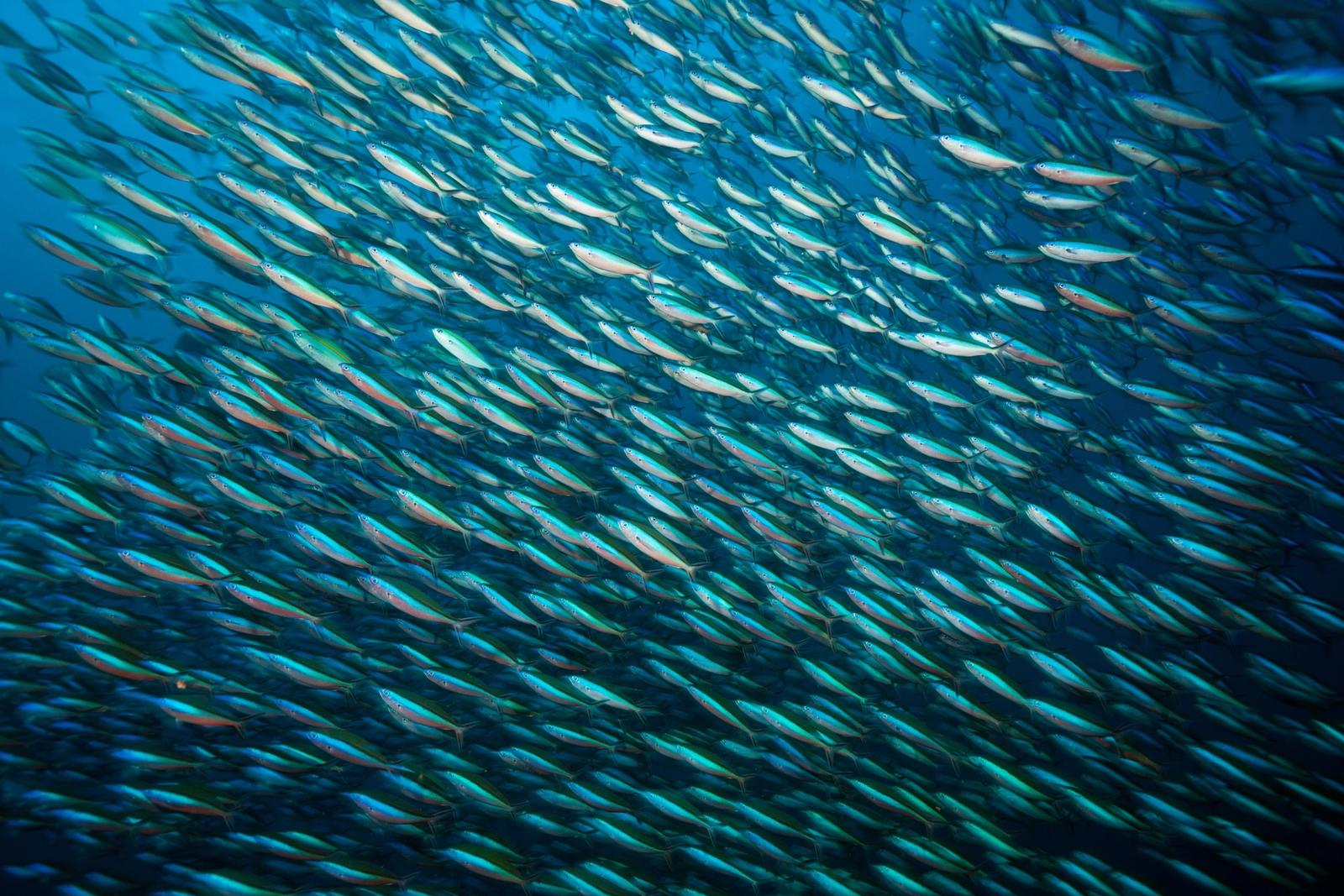Neon fusiliers stream through the current in Komodo.