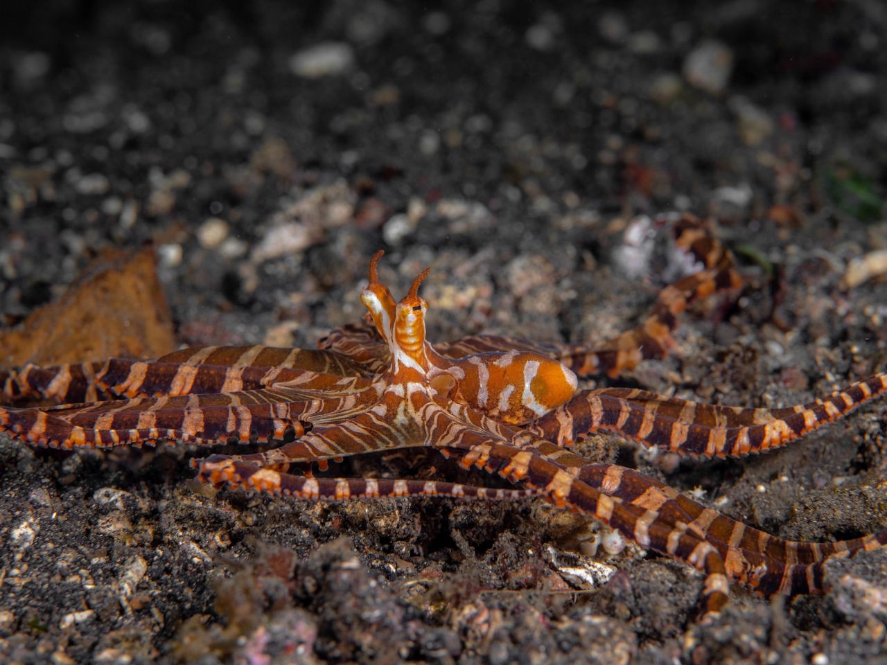 Kalabahi Night Dives