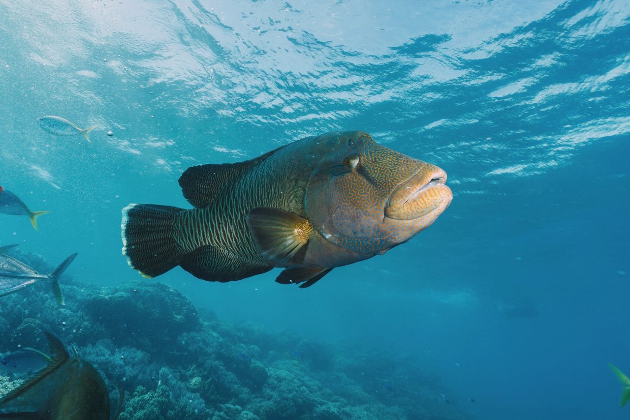 Cheilinus undulatus