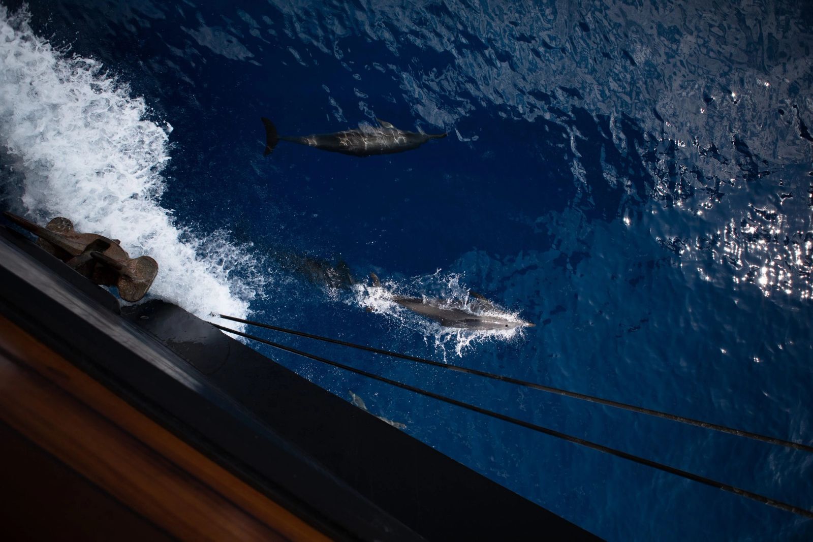 Dolphins riding the bow wave of Dunia Baru