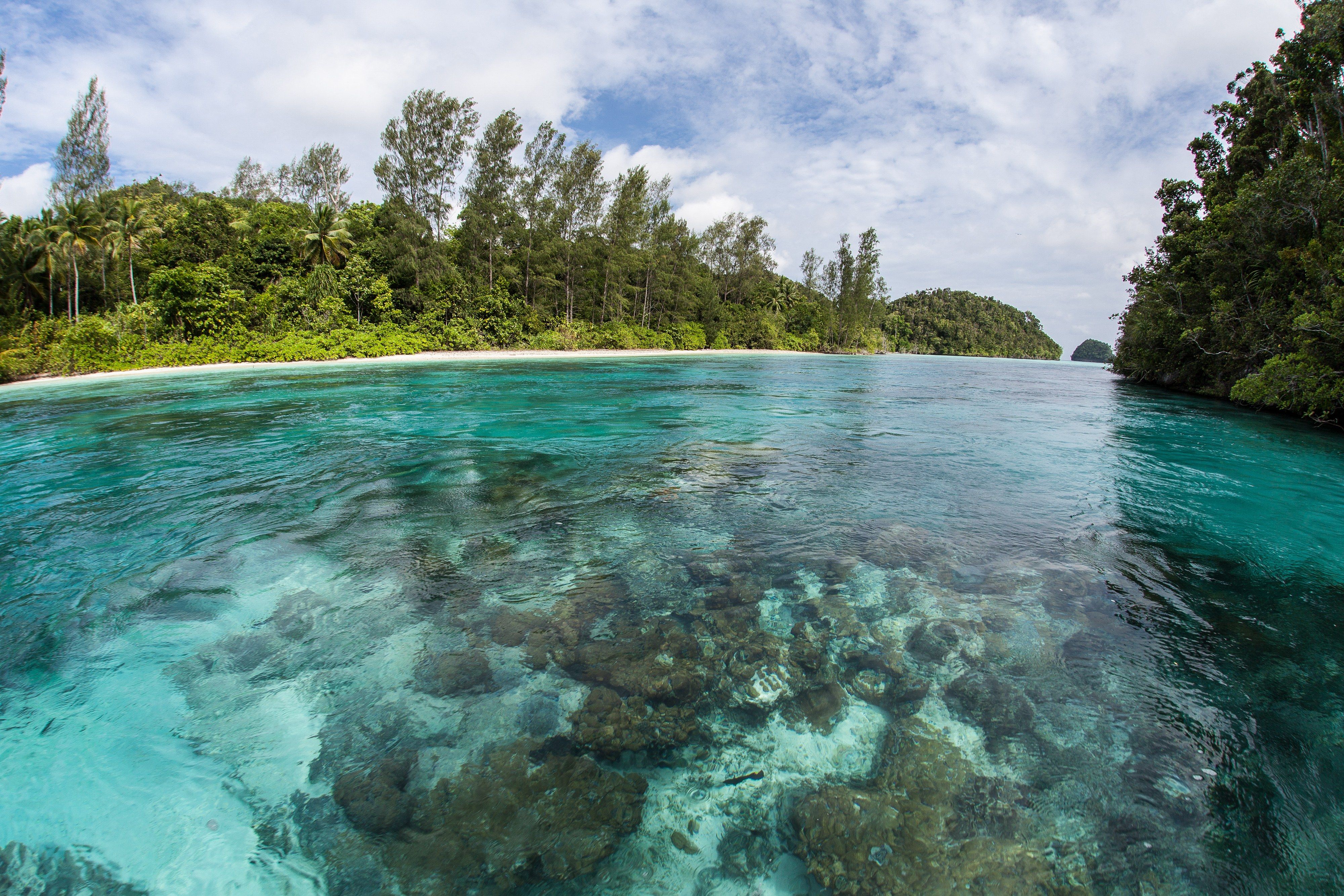 Clear shallow water over a coral reef beside a forested island in Raja Ampat, Indonesia