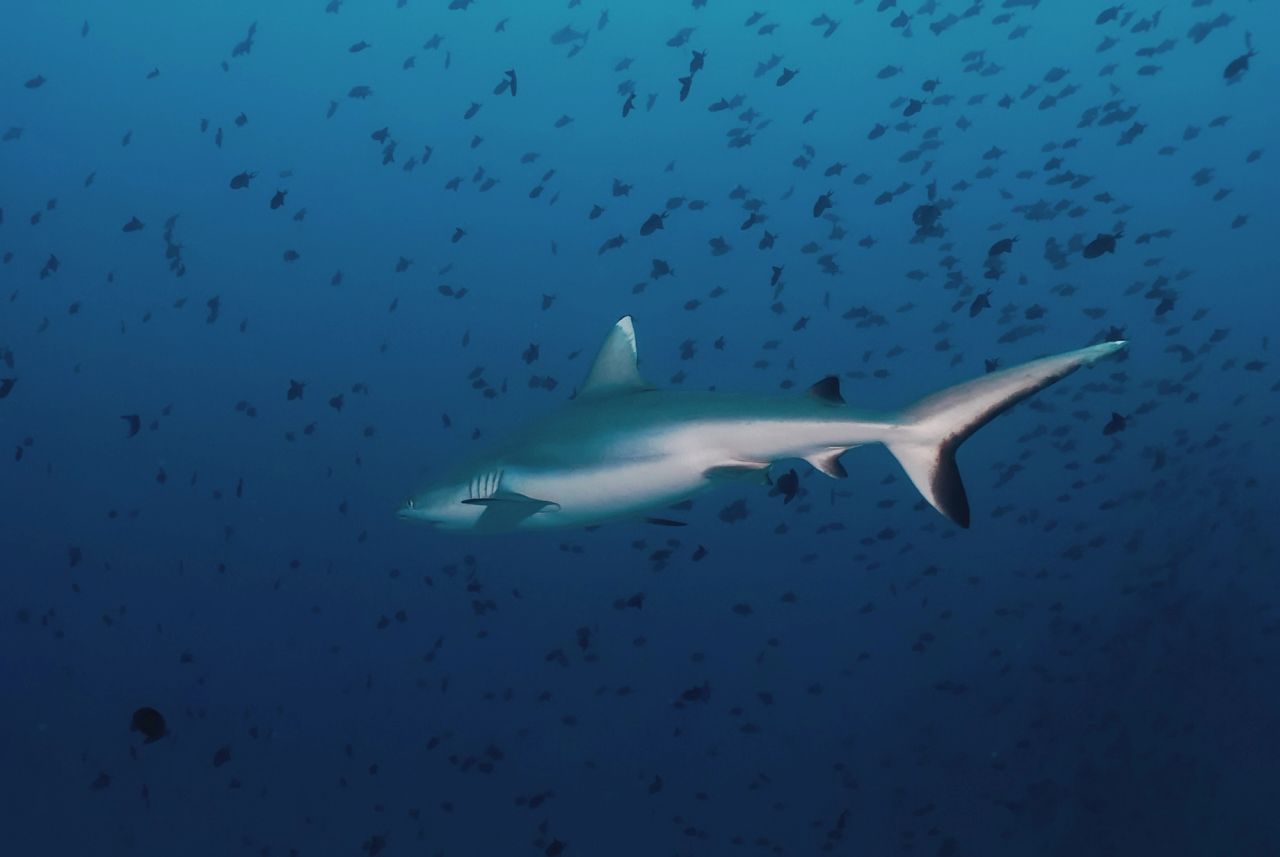 Outer Reef, Ulong Island