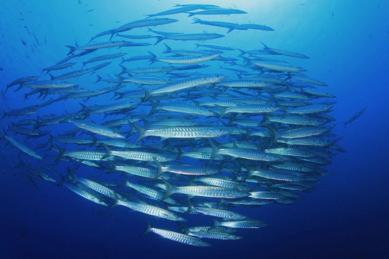 Pantar Strait