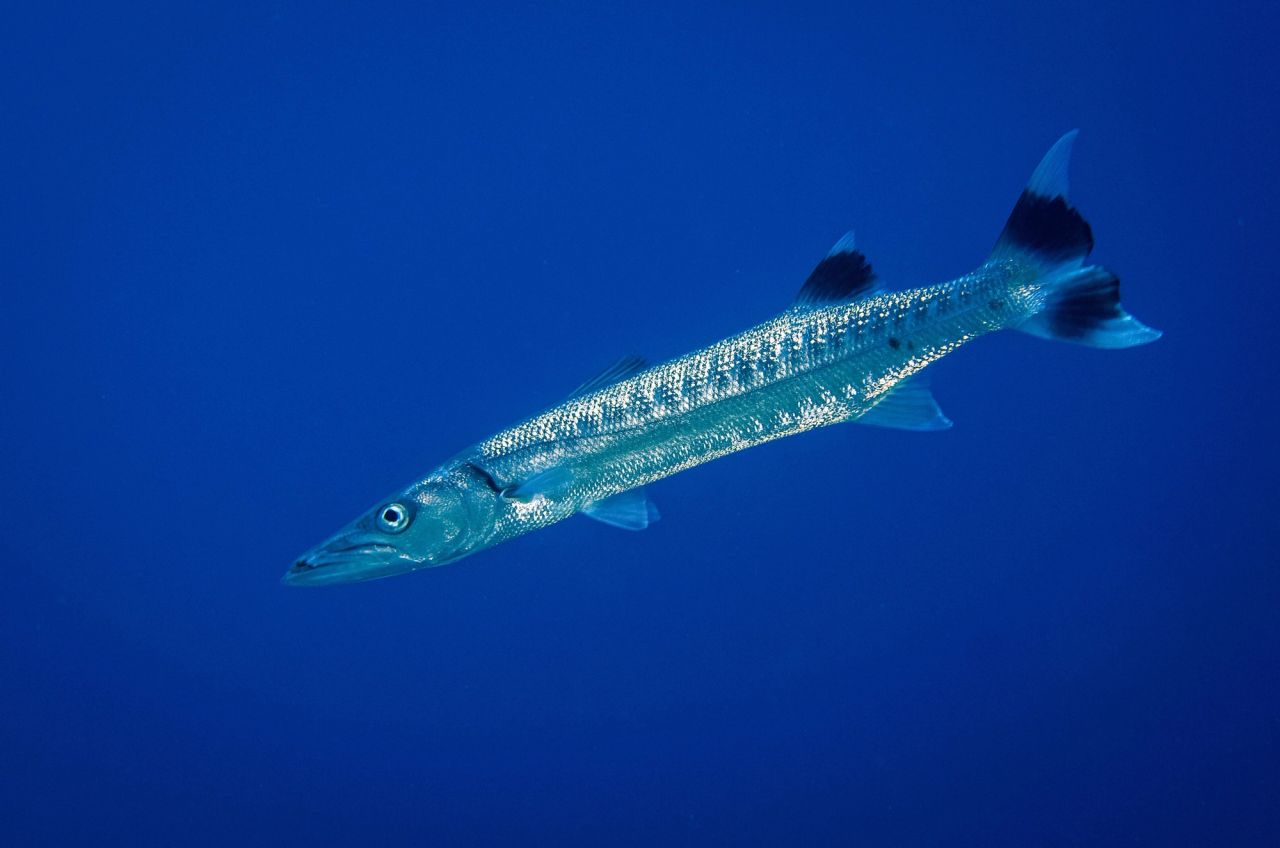 Banda Sea, Banda
