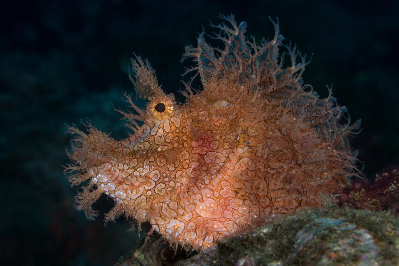Rhinopias spp.