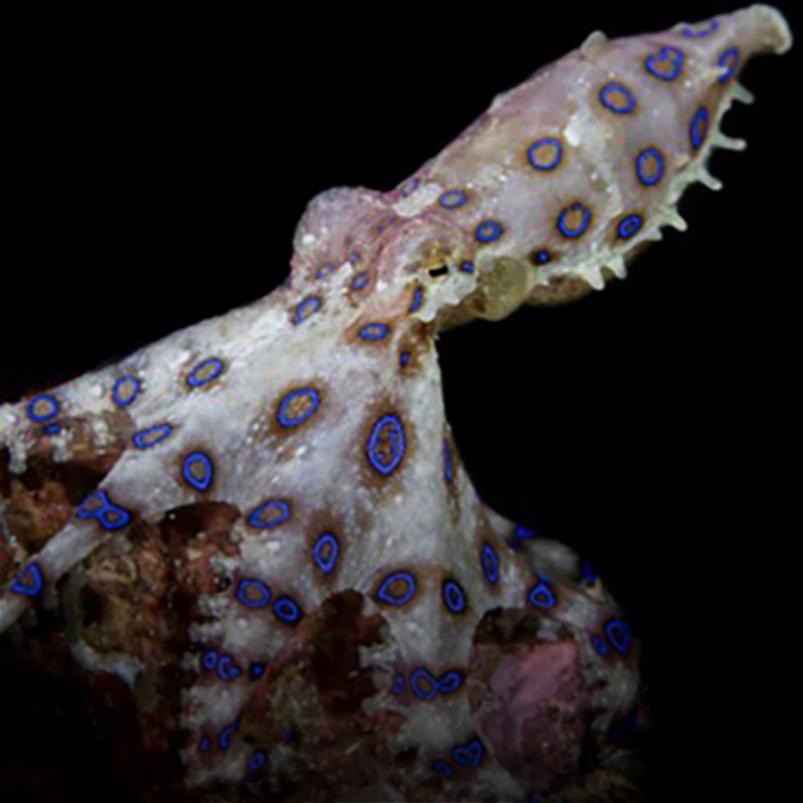 Indonesia's Octopodes