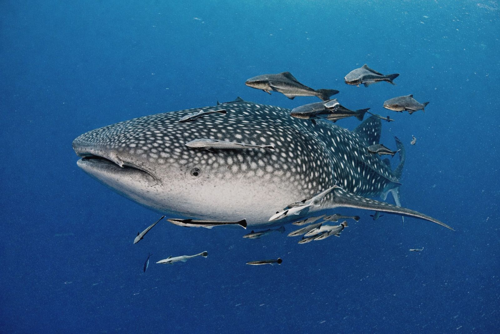 A whale shark swimming through clear blue open water