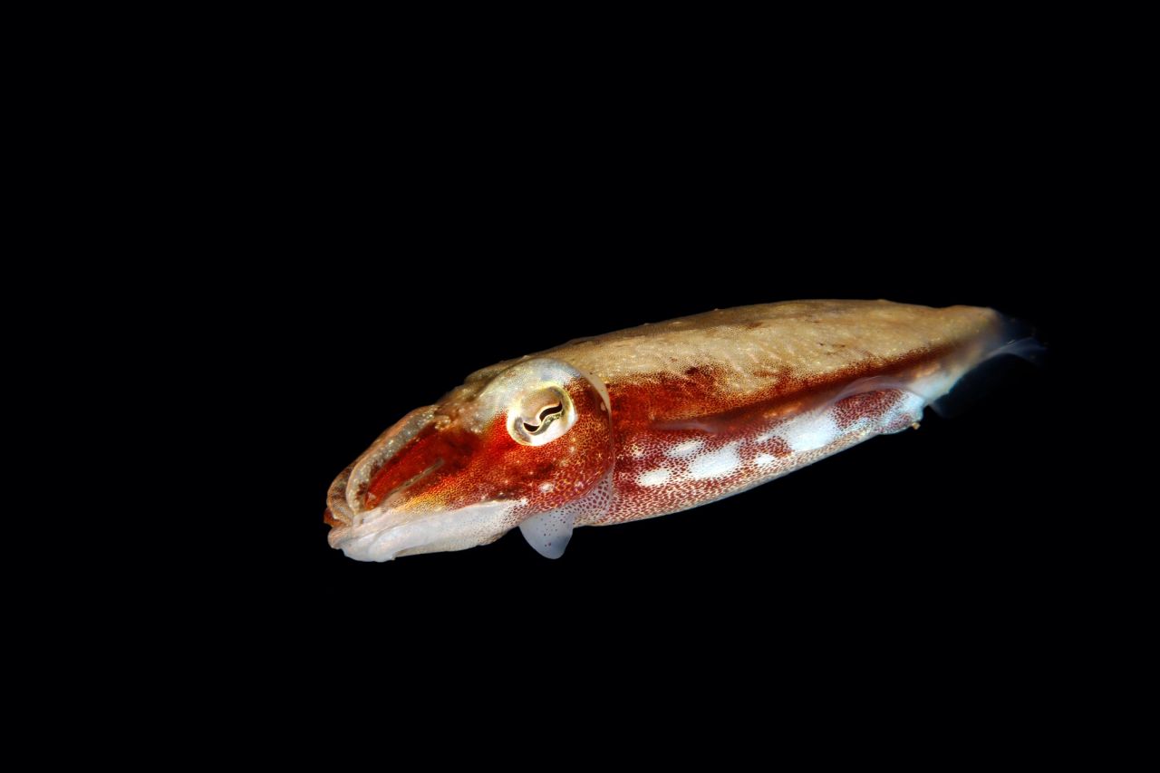Night Dives Are Non-Negotiable