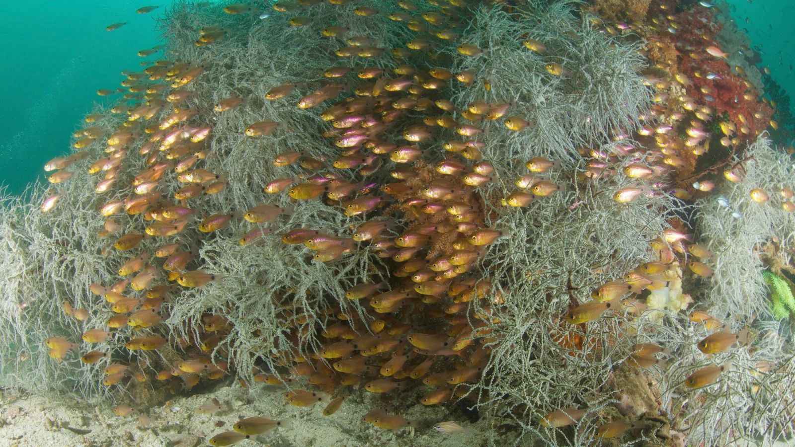 Schooling reef fish crowd a black coral bush on a Triton Bay reef.