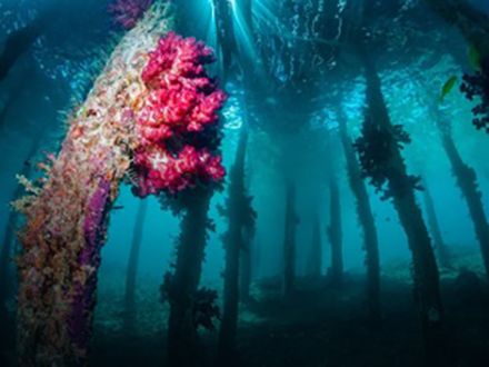 Healthy coral reef in Indonesia's Coral Triangle with schooling fish