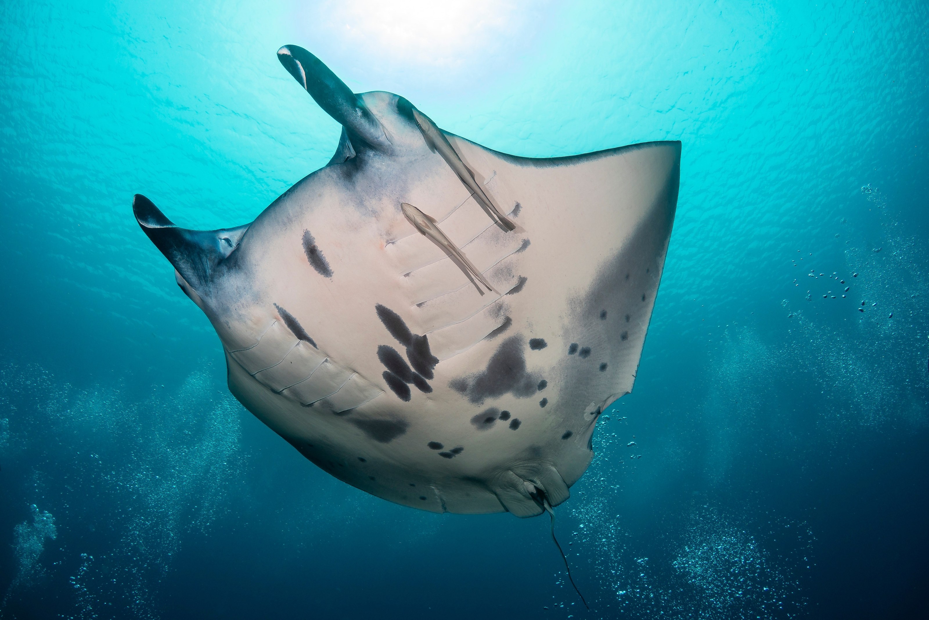 Reef manta ray, giant oceanic manta ray or oceanic manta ray (Mobula alfredi) (Manta alfredi) Papua, Indonesian