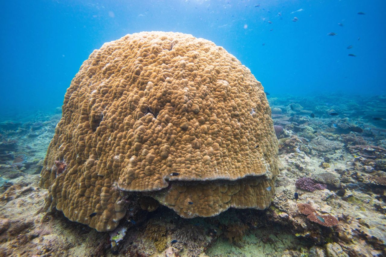 Acropora spp. and Porites spp.