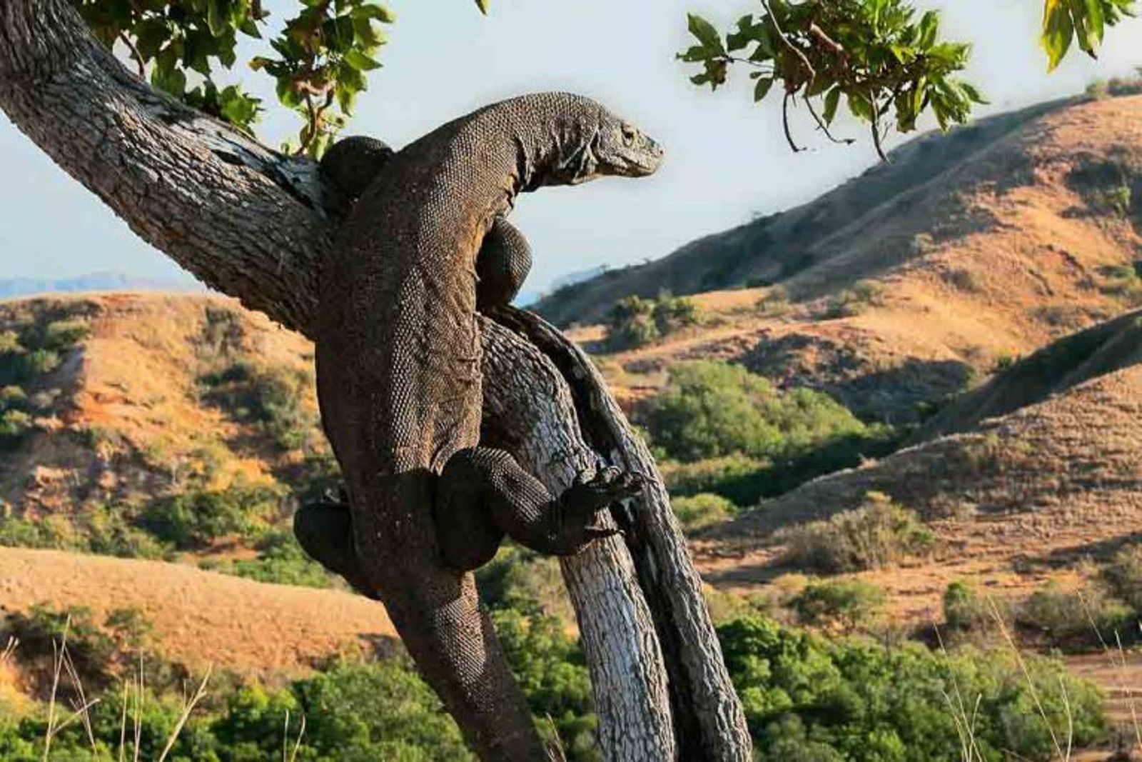 Komodo Dragons