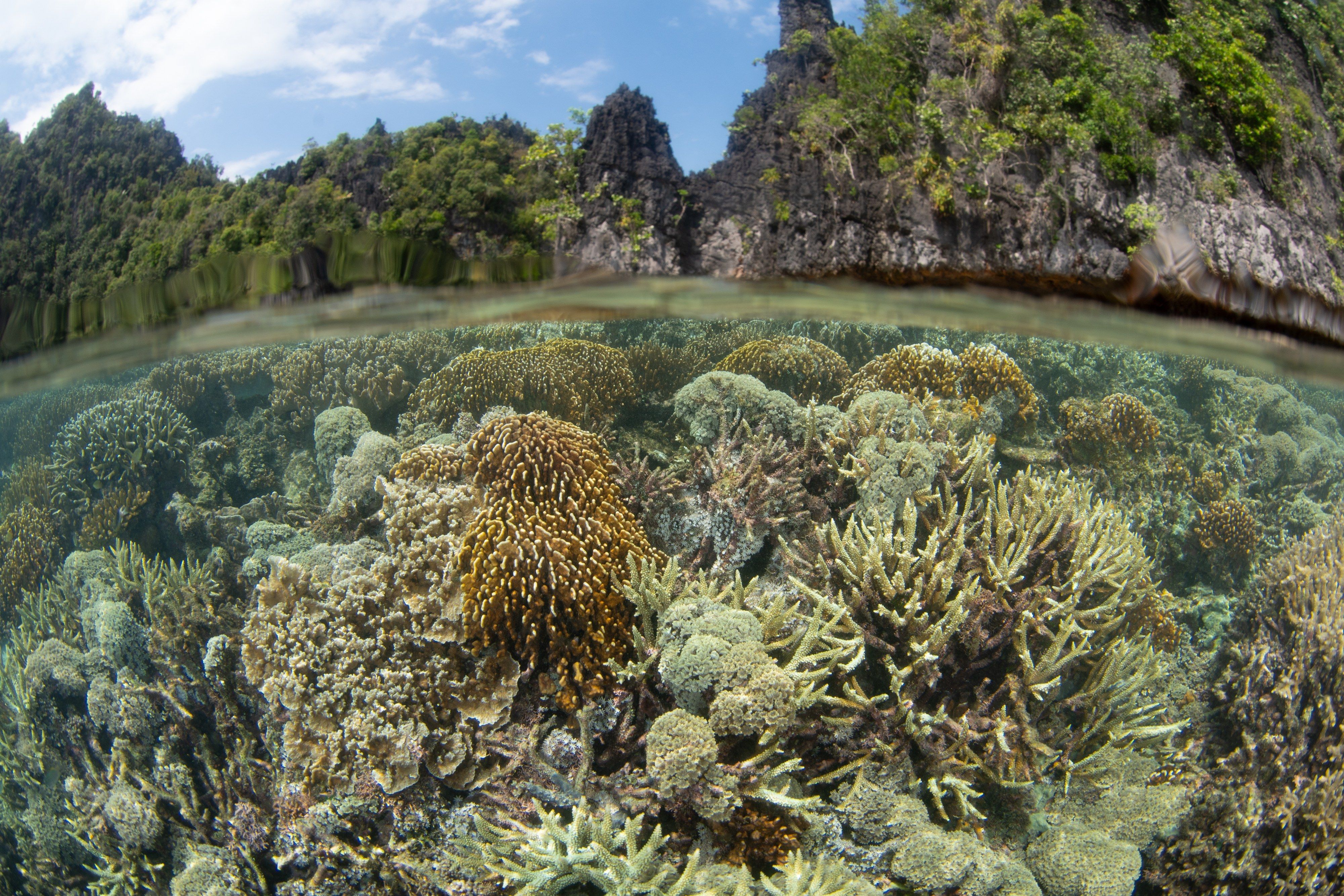 Hard corals grow in knee-deep water among the islands of Misool.