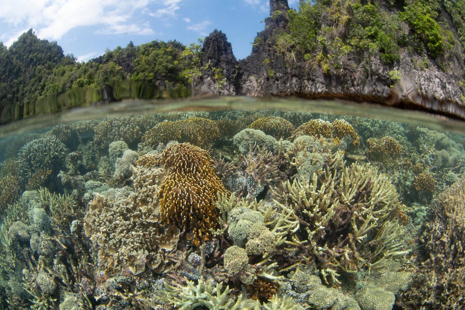 Hard corals grow in knee-deep water among the islands of Misool.