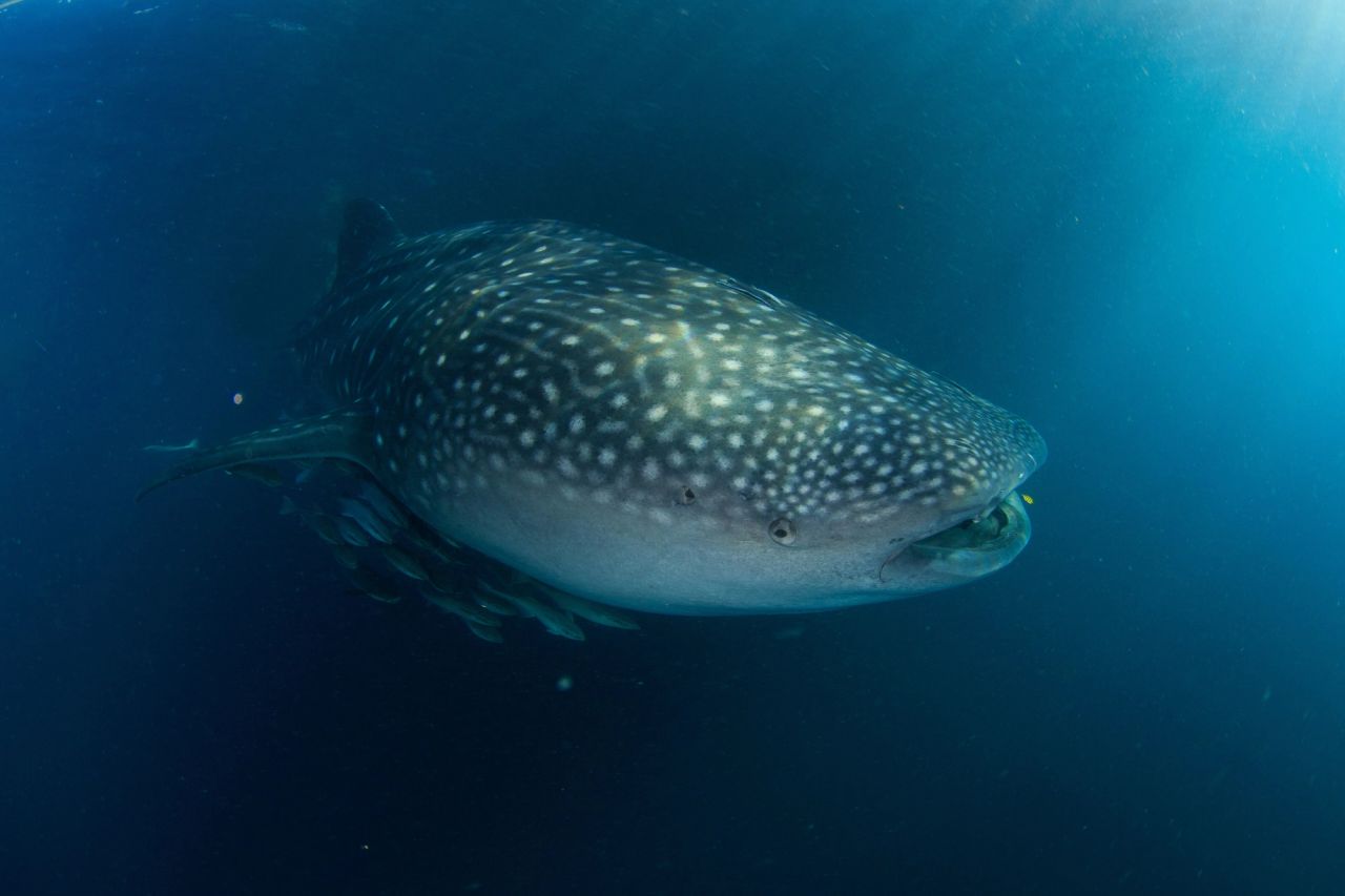Rhincodon typus