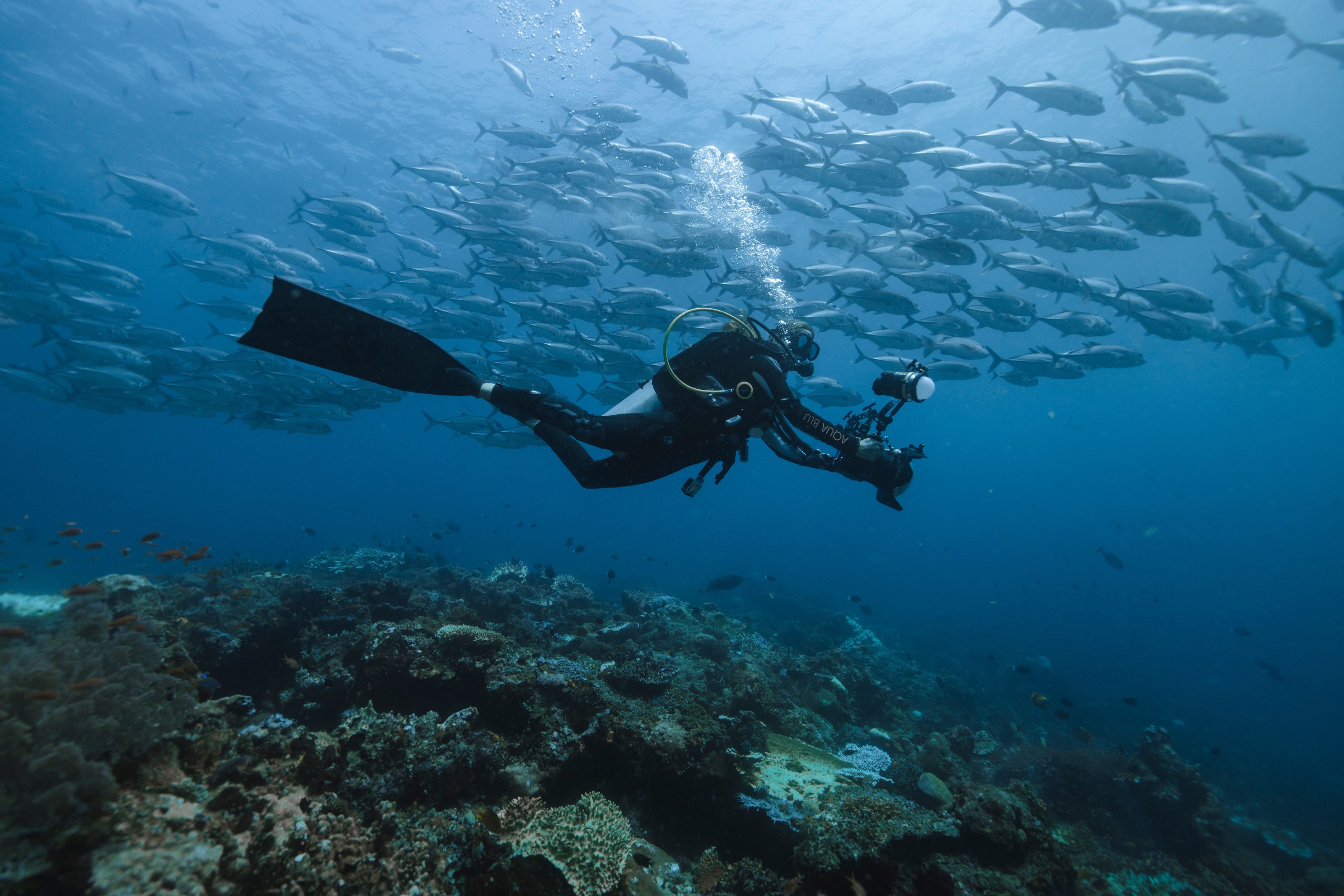 A diver glides past a school of fish over a coral reef