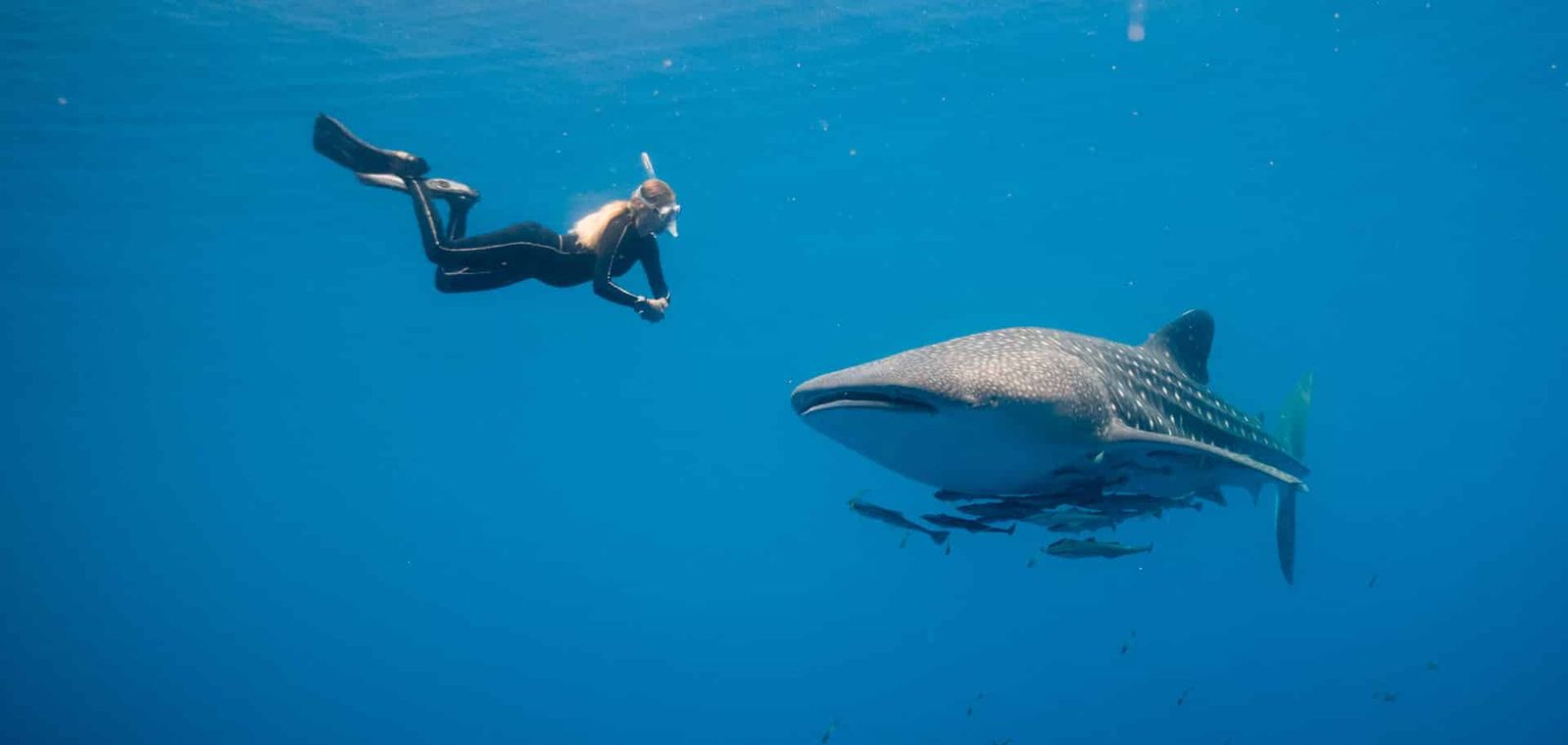 "They are gentle, docile fish that show interest in humans, at times even becoming playful with divers."