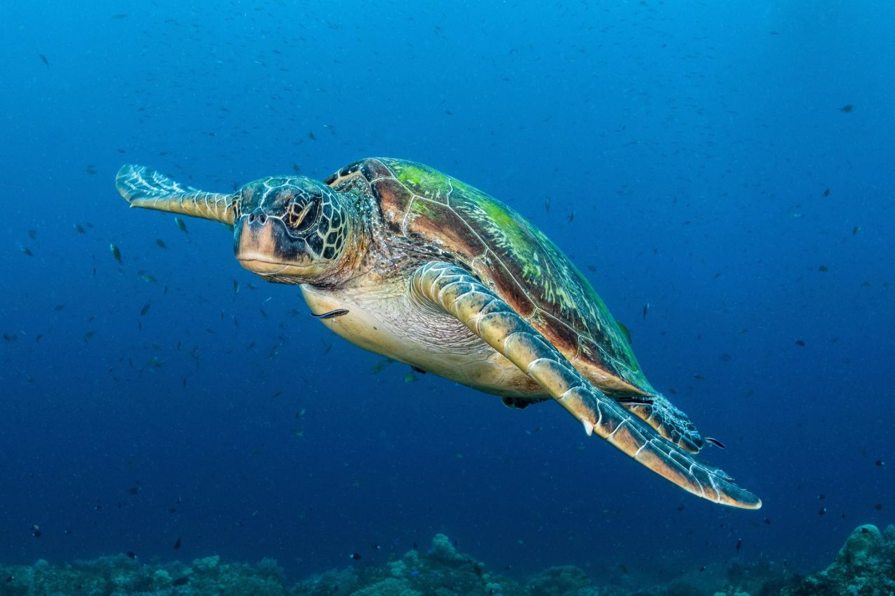 Chelonia mydas