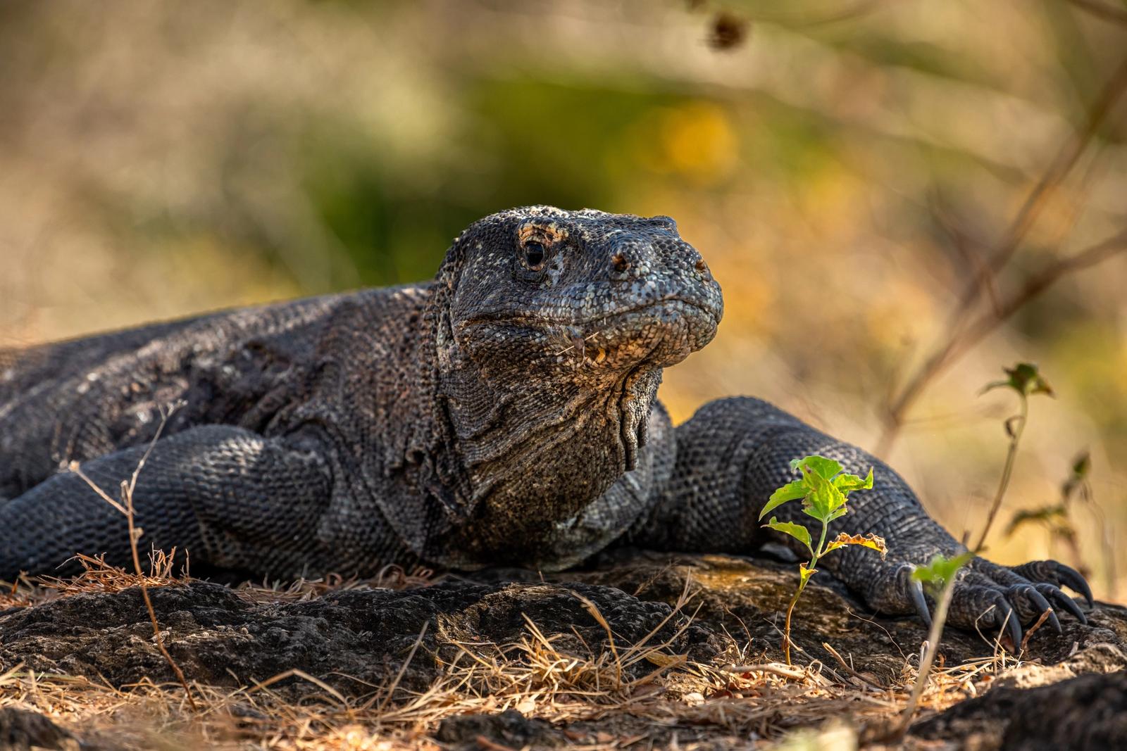Close-up view of Komodo dragon during travel in Indonesia.