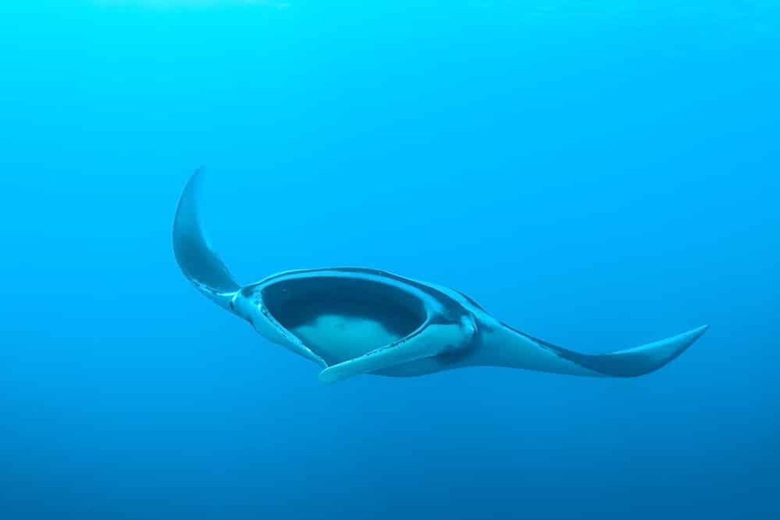 Manta Rays