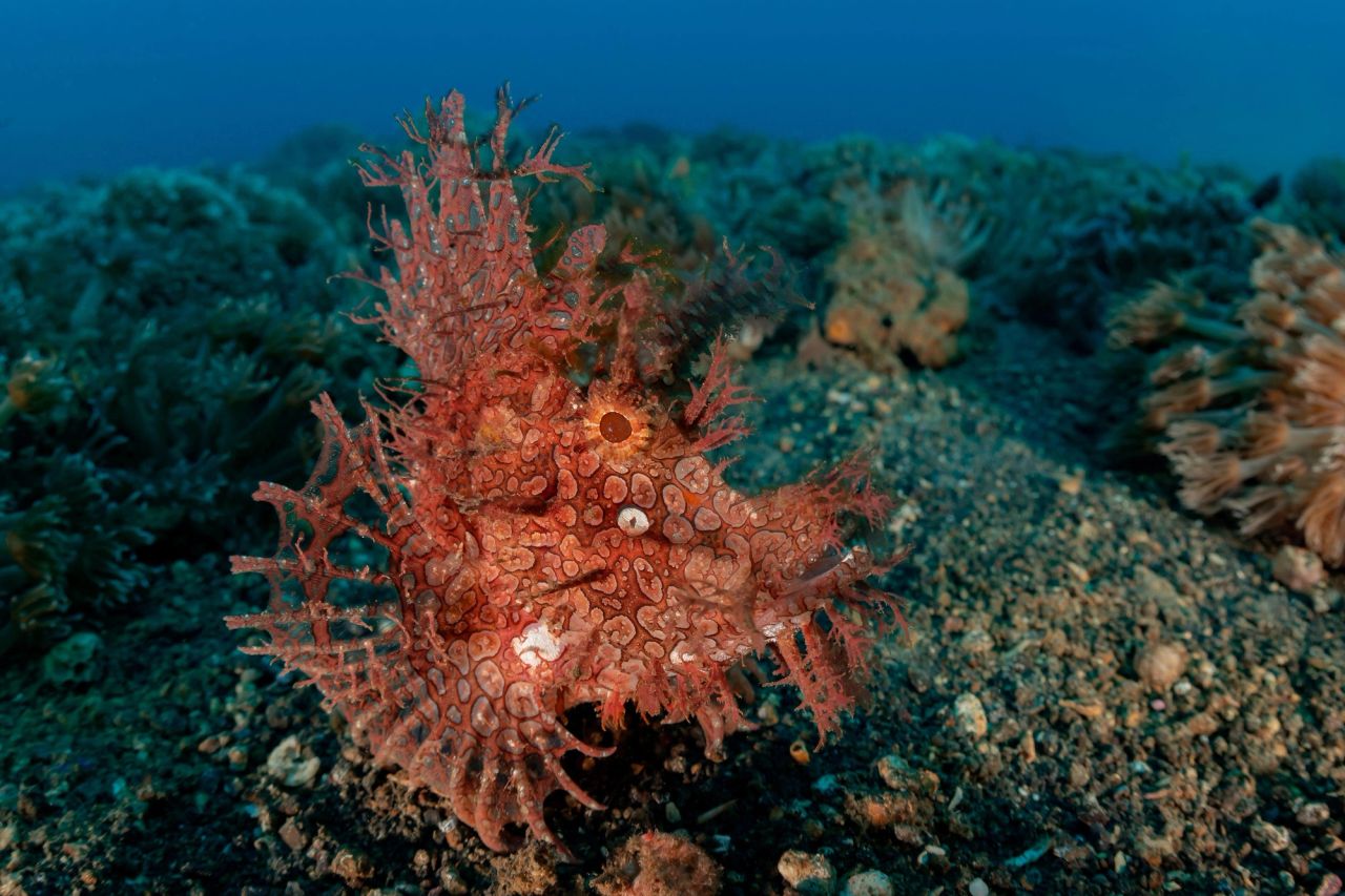Your Lembeh Guide Is Everything