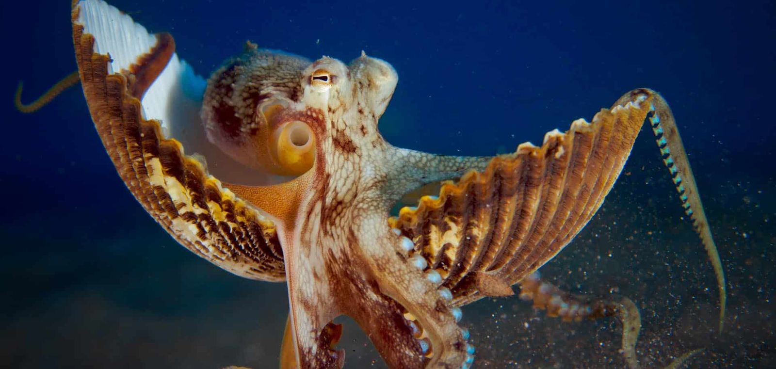 Octopuses can adapt at manipulating their environment, and can even use tools.