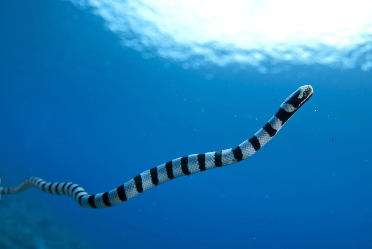 Laticauda colubrina