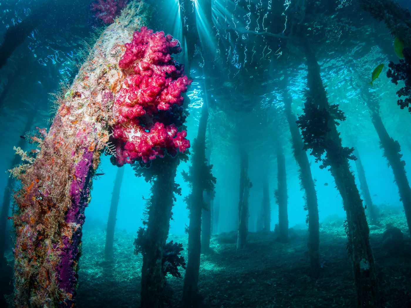 Soft corals beneath a village jetty in Raja Ampat