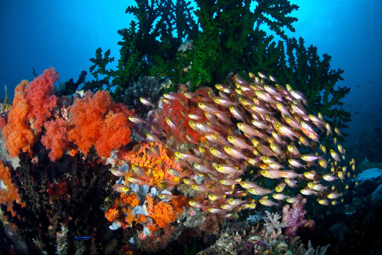 Manado Tua