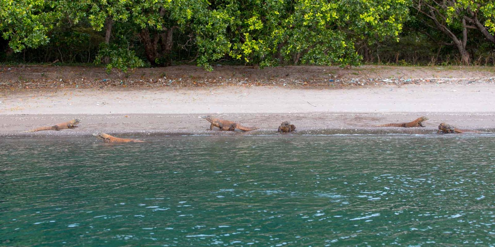 "Nusa Kode beach on Komodo island offers the chance to have a truly wild encounter with the Komodos where they bask and run on the beach."