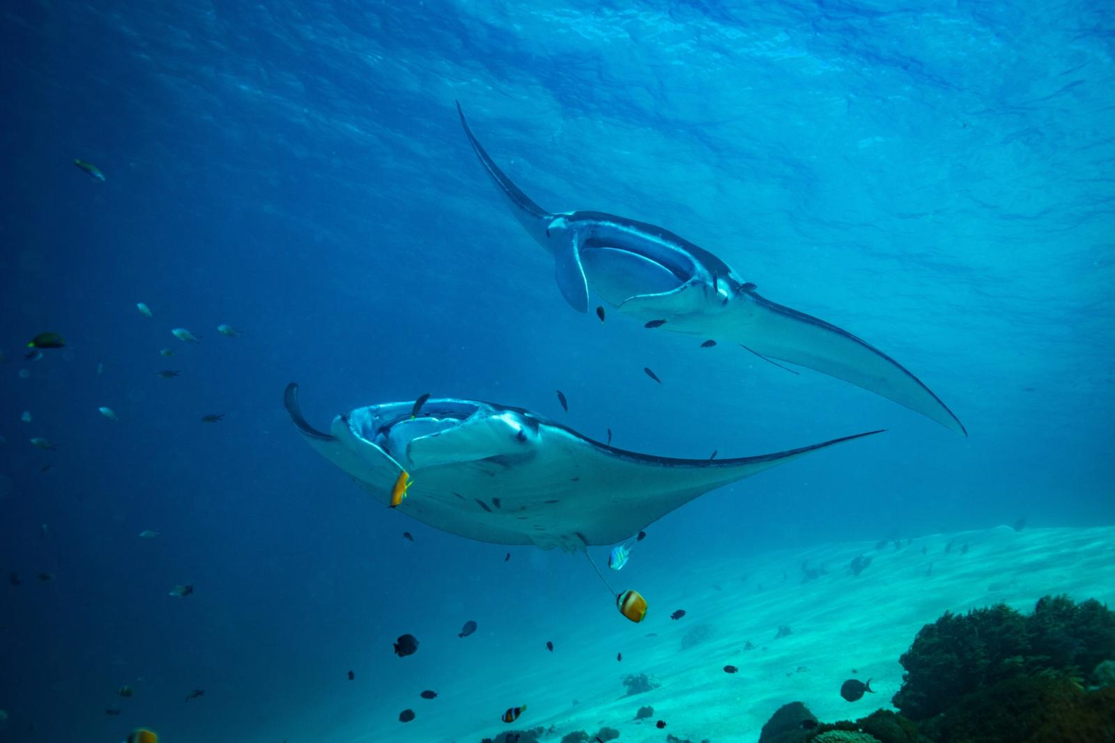 Two manta rays glide over a sandy reef in Raja Ampat, Indonesia