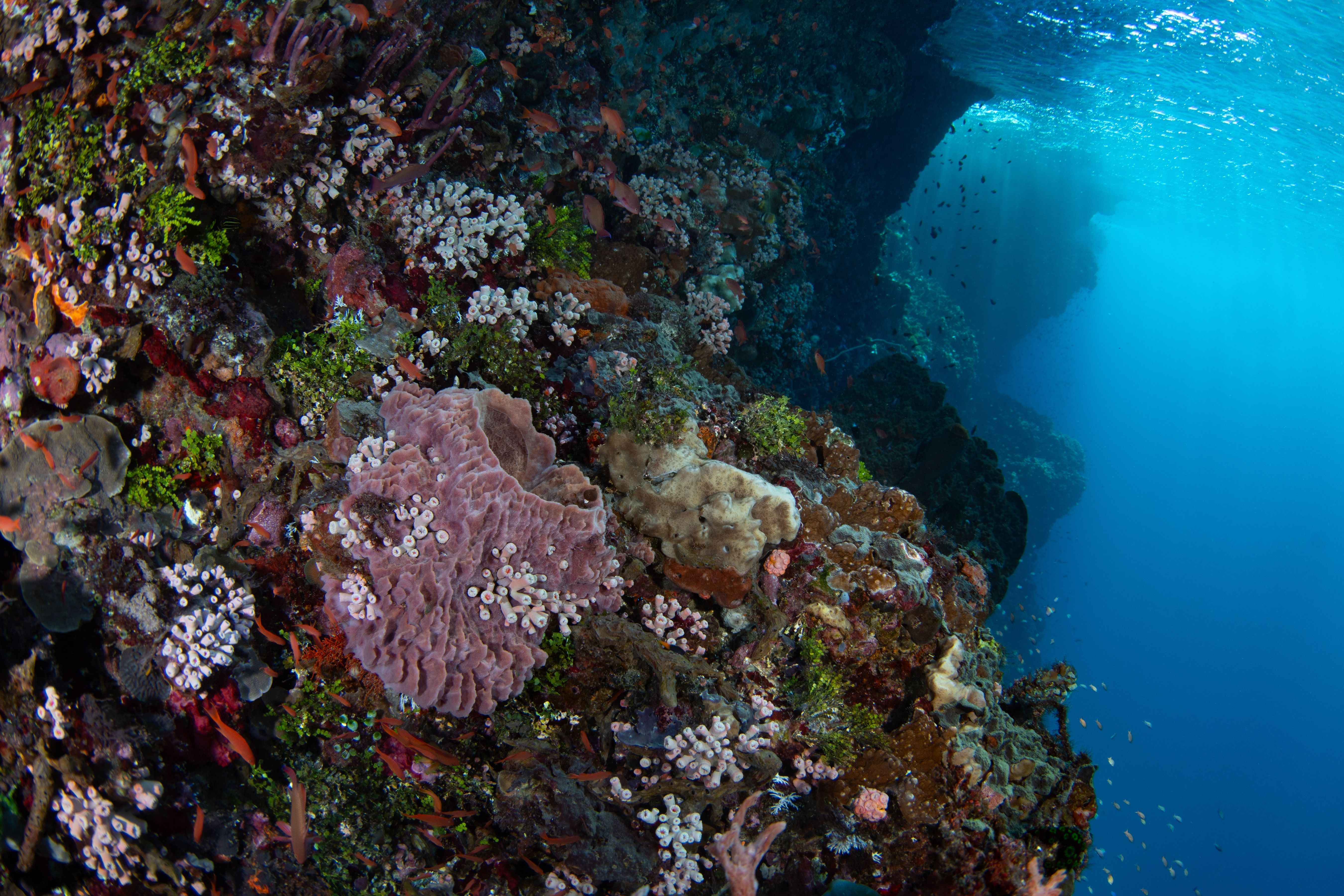 A coral-covered reef wall and overhang above deep blue water
