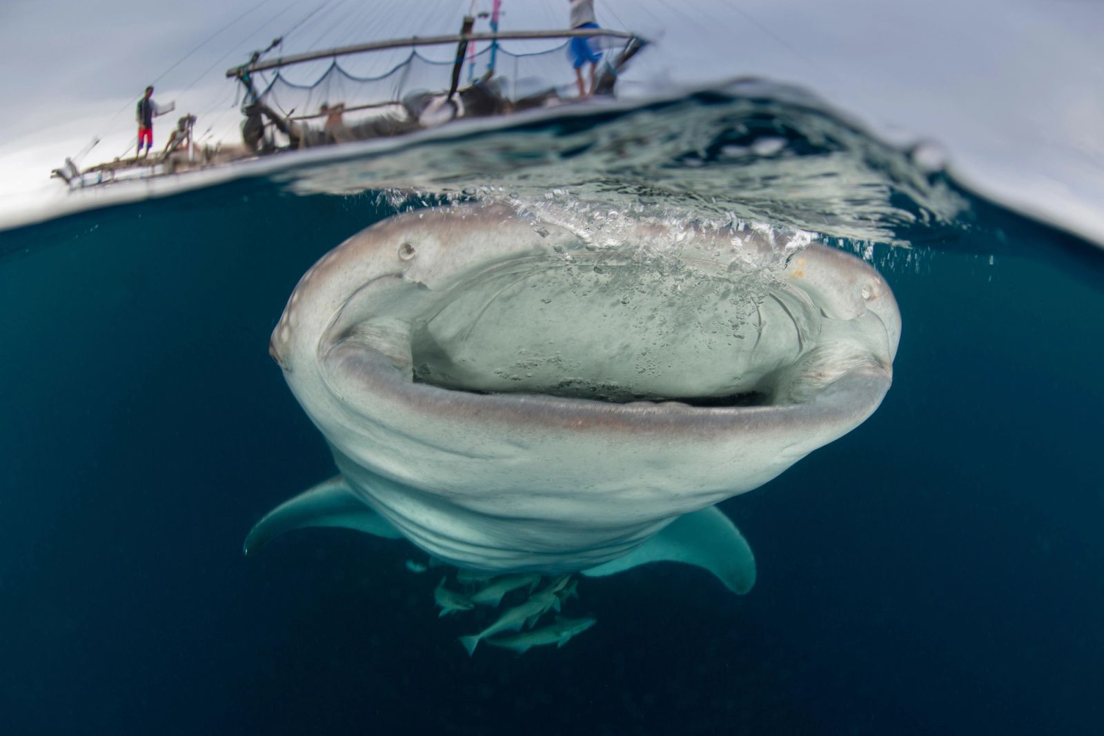A whale shark with its mouth open below a fishing platform, half above and half below the water