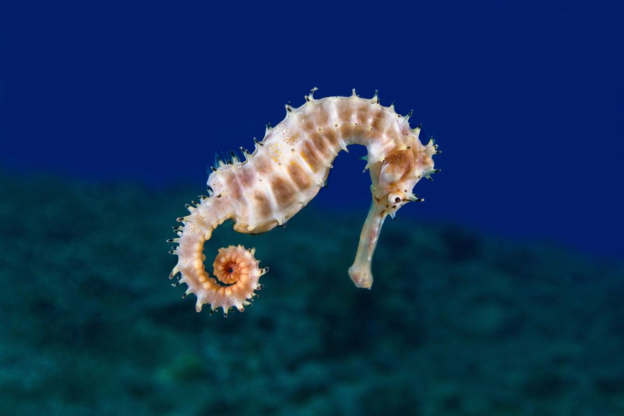 Lembeh Strait