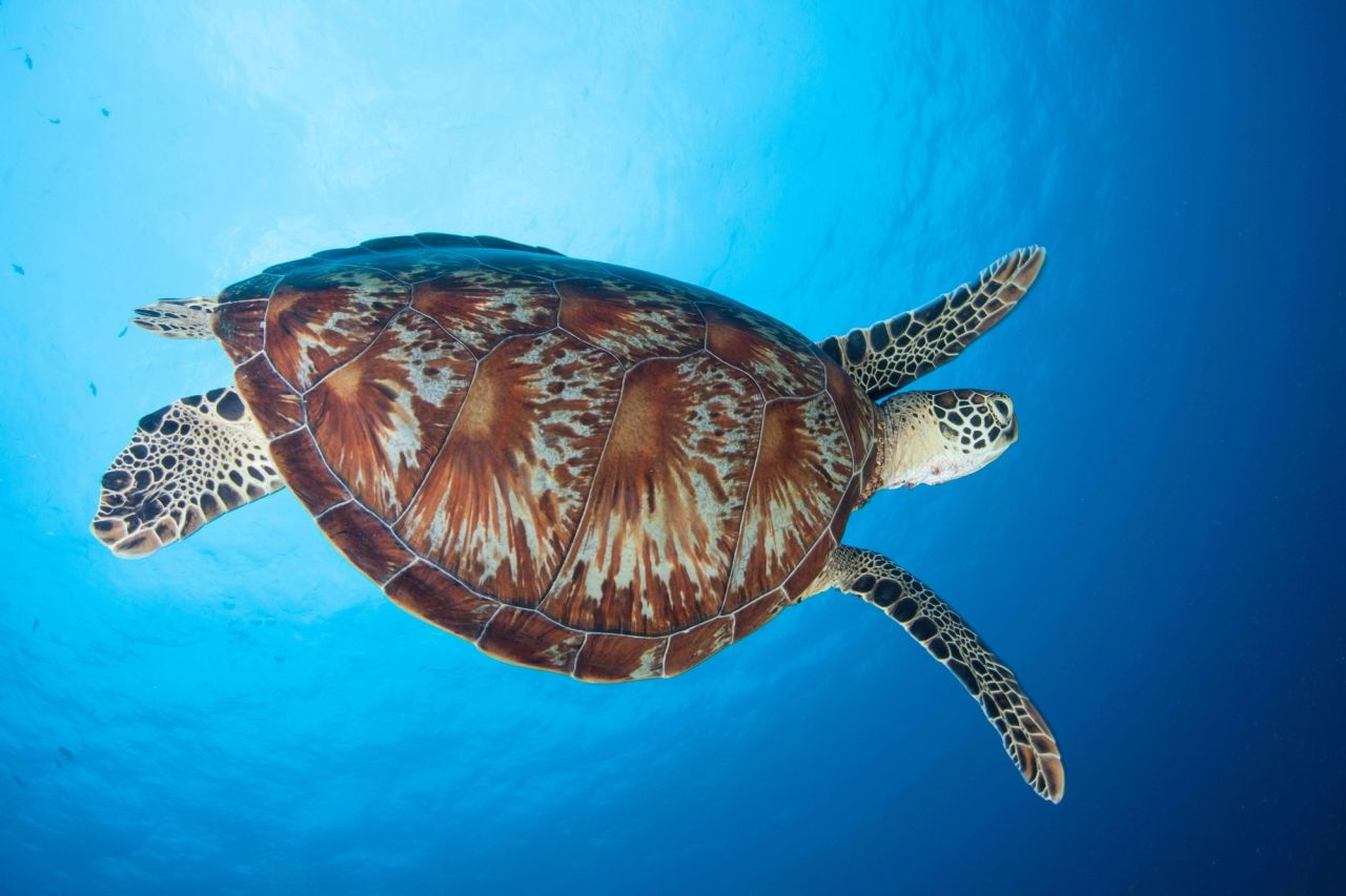 Chelonia mydas