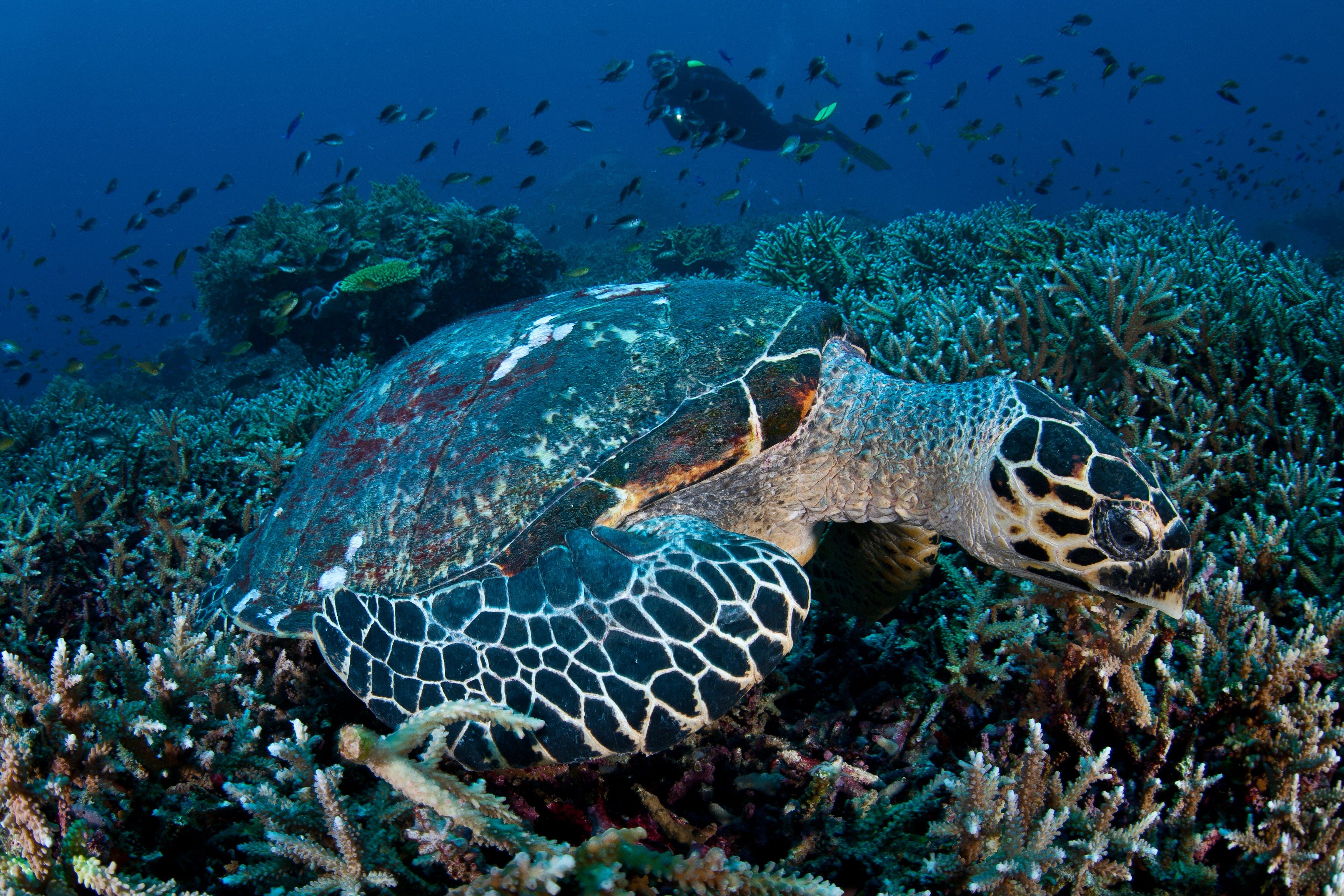 A hawksbill turtle feeding on the reef near Komodo.