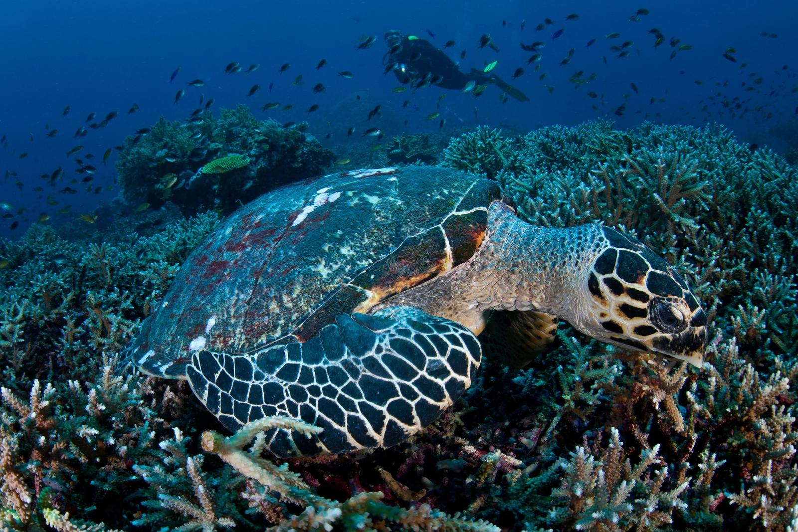 A hawksbill turtle feeding on the reef near Komodo.
