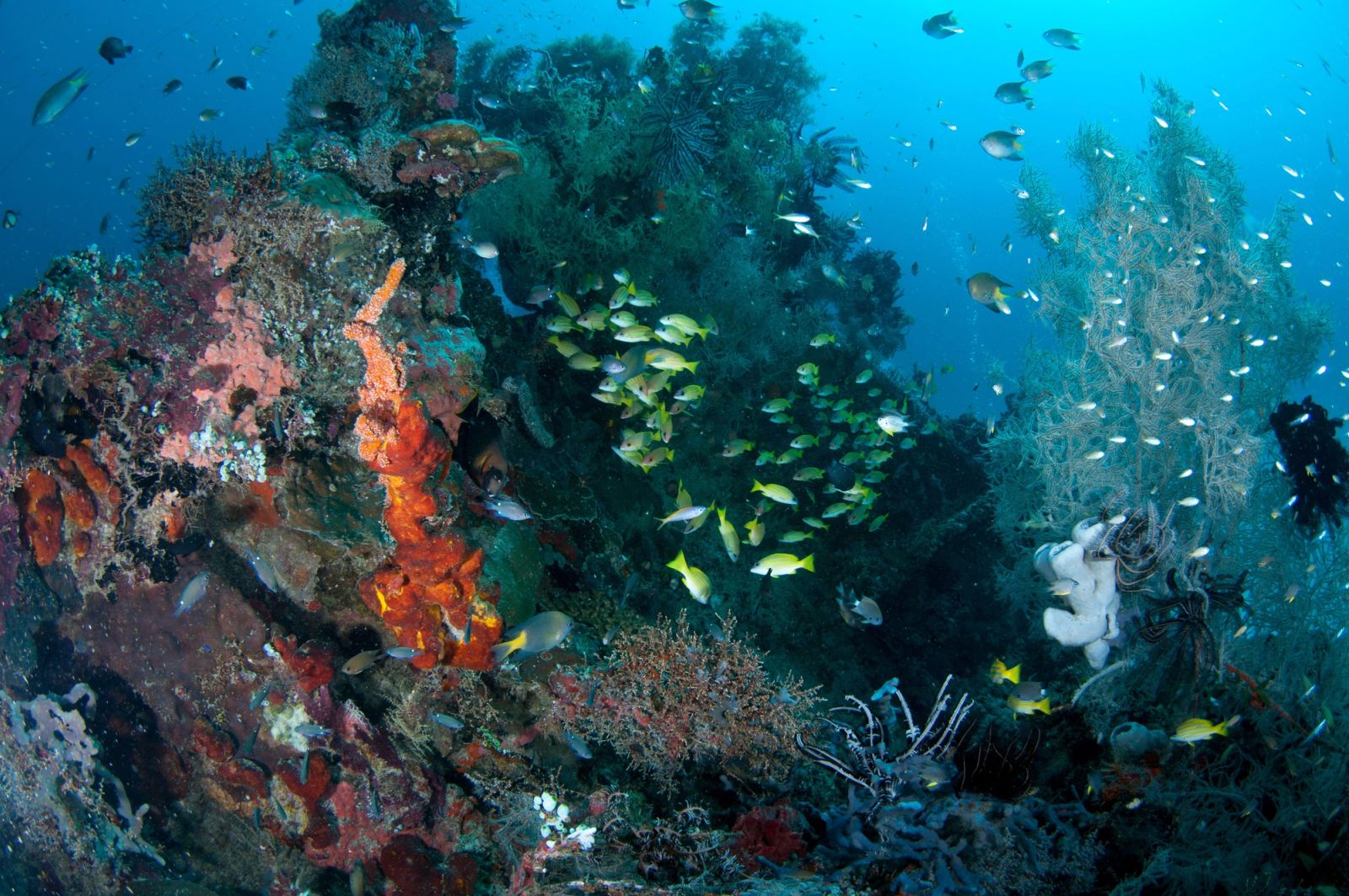 History of Diving in Indonesia