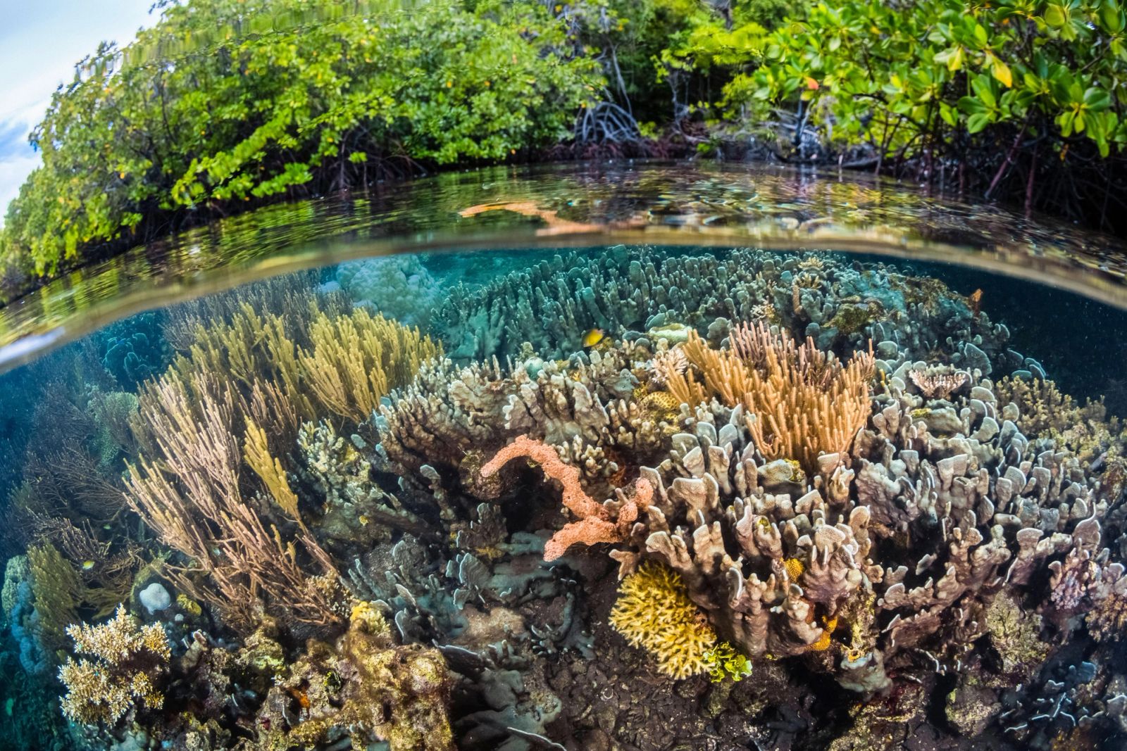 Corals and forested islands, half above and half below the water in Raja Ampat