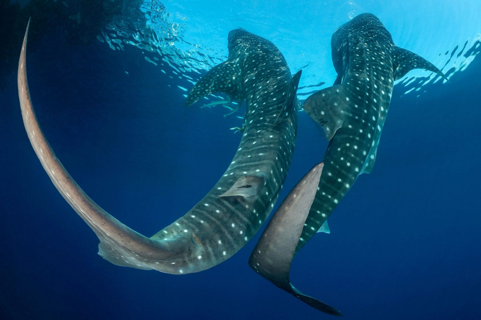 Two whale sharks crossing in blue water
