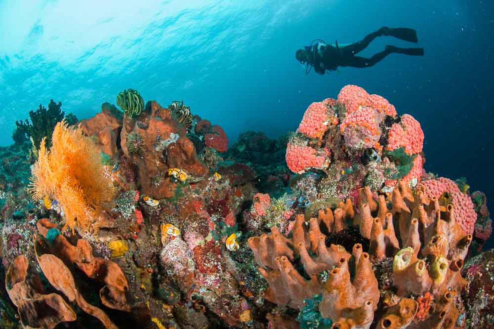 Spice Island Forts