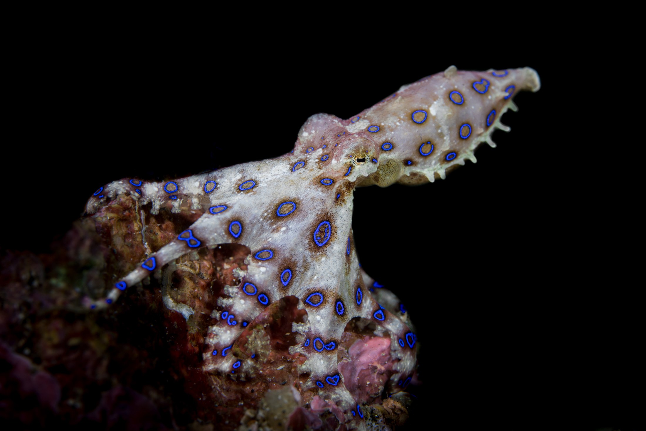 A blue-ringed octopus on a Lembeh reef at night