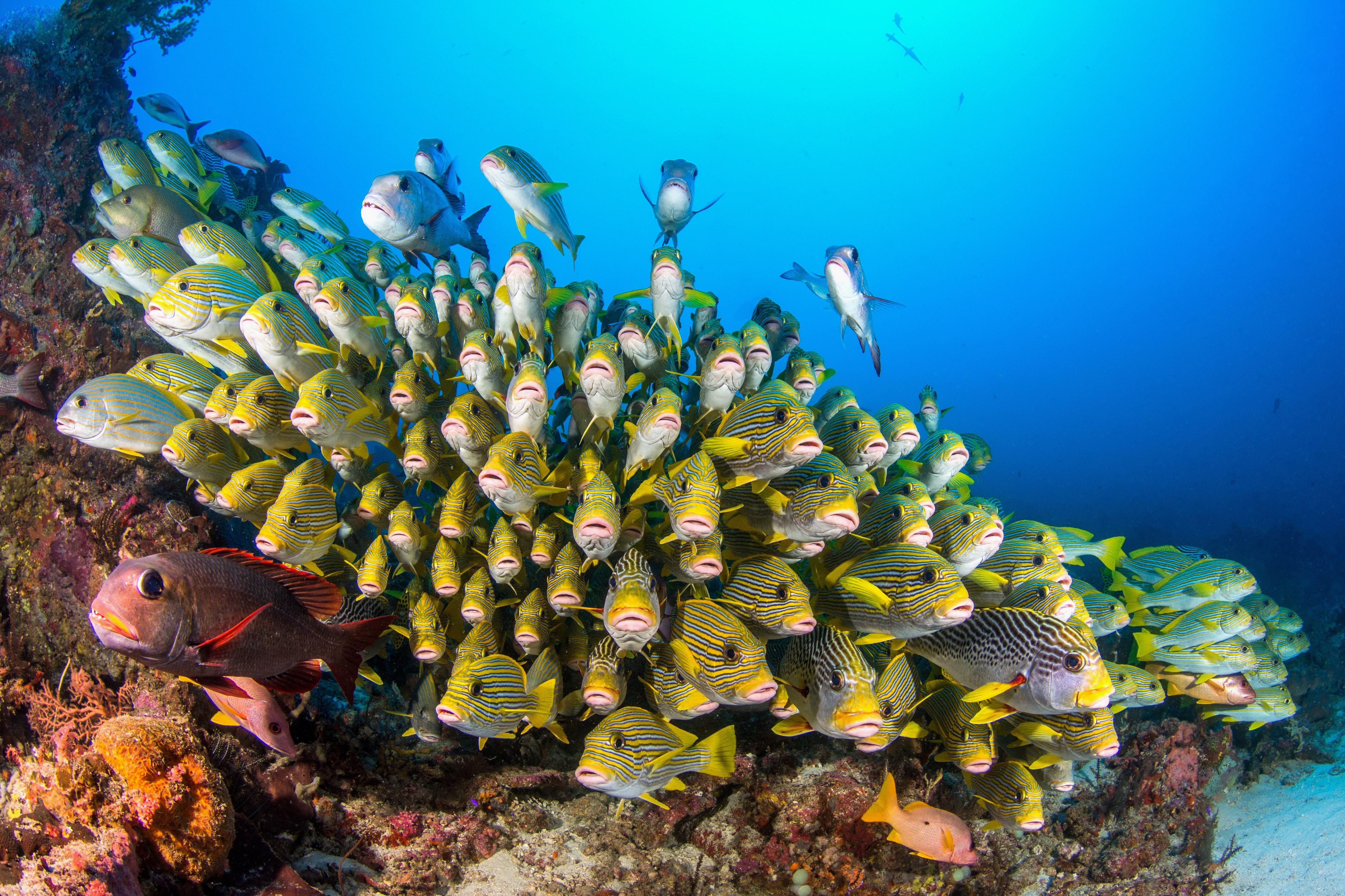 Raja Ampat Yacht Charter Guide